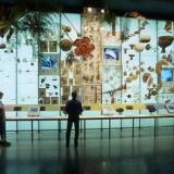 American Museum of Natural History-Hall of Biodiversity- Spectrum of Life Exhibit